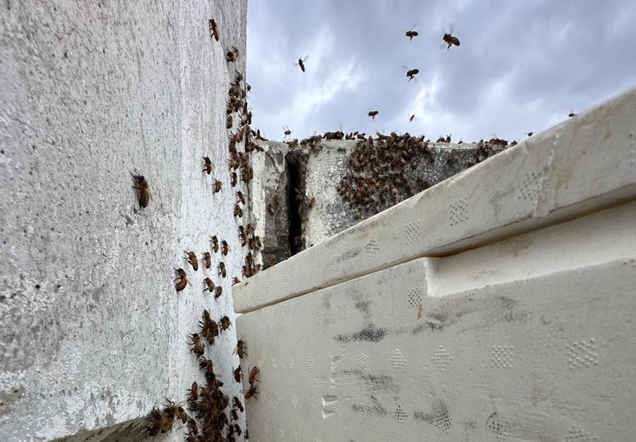 Cimitero comunale invaso dalle api