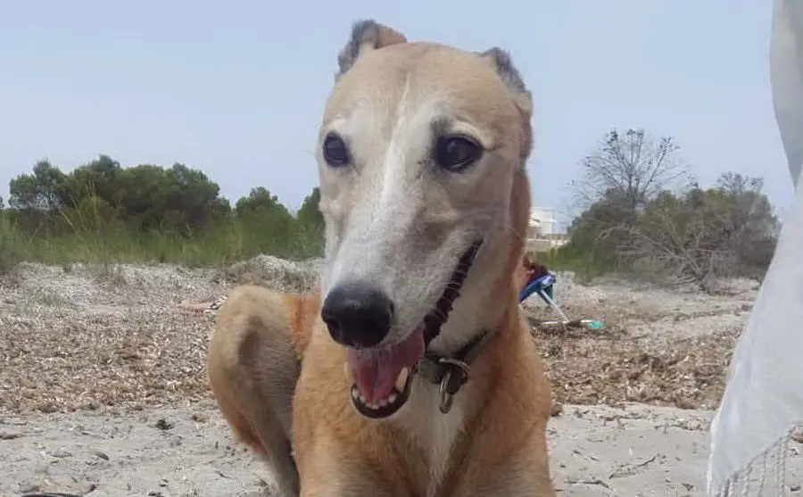 Holly da Elmas al mare a Carloforte, di Francesca Ilieschi