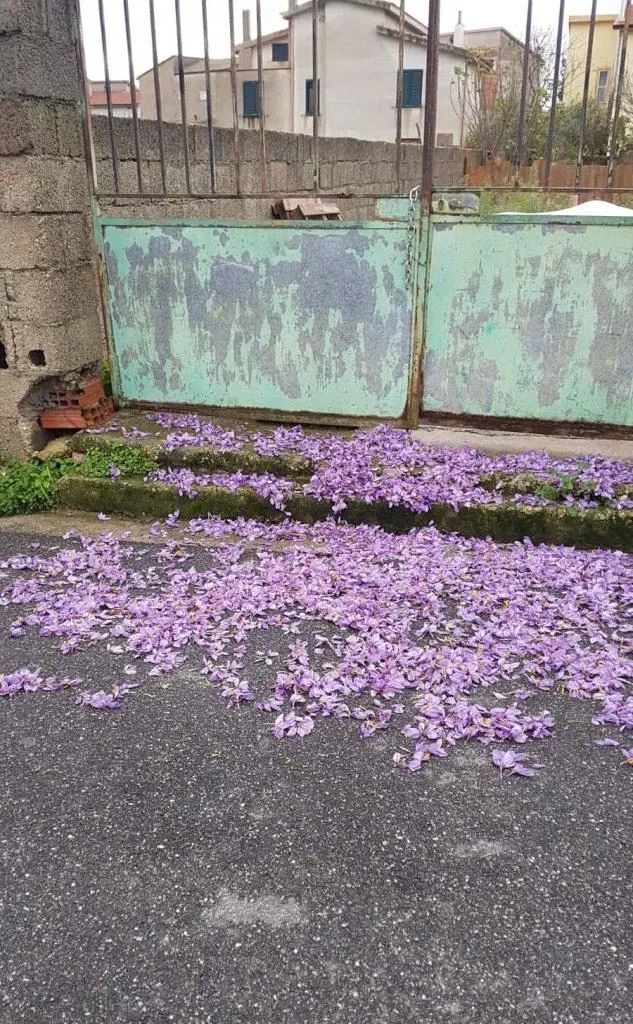 I fiori di zafferano sparsi per strada (foto Sonia Gioia)