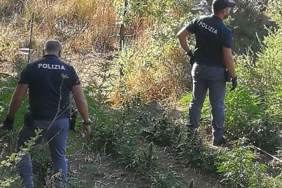 La piantagione scoperta a Ozieri (foto polizia di Sassari)