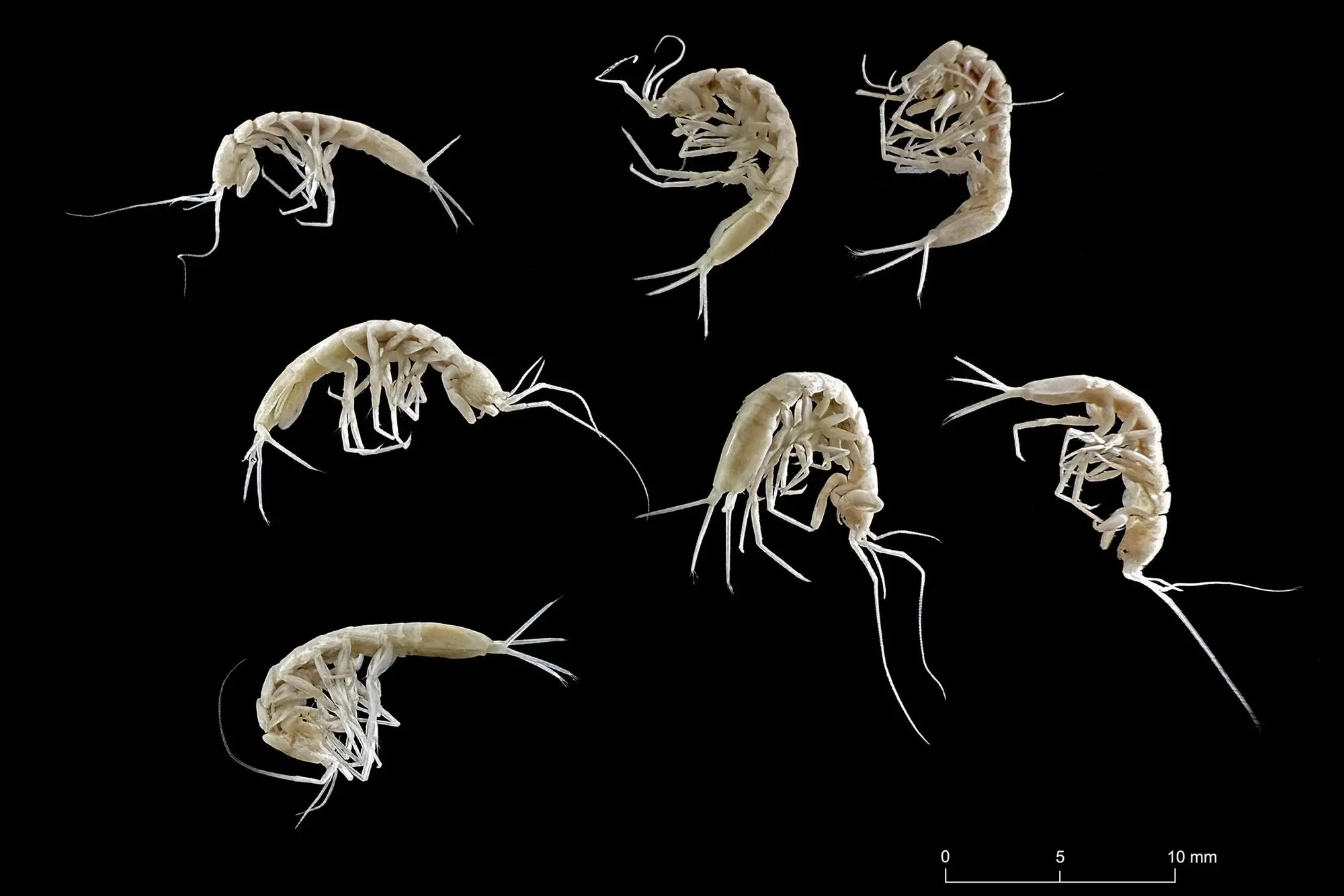 Stenasellus montisalbis (foto concessa)