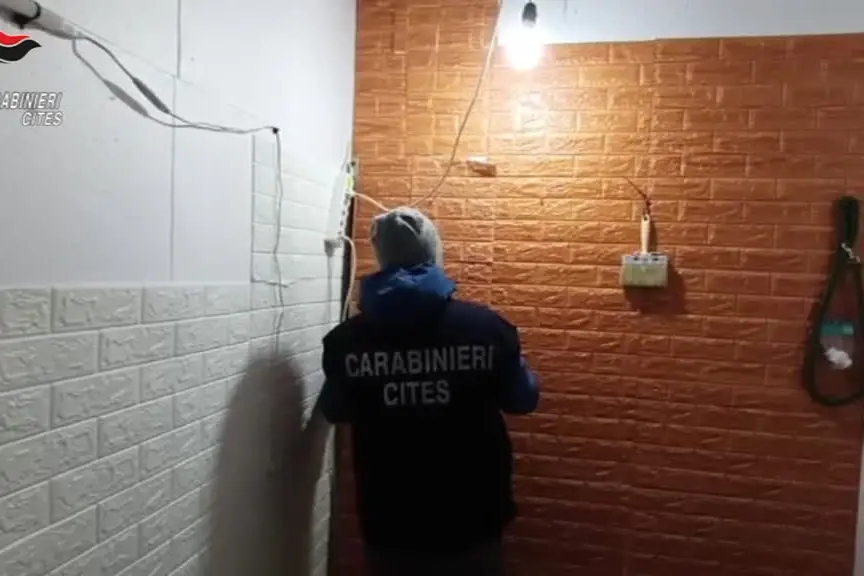 Anaconda, pitoni, boa e un caimano nel seminterrato di un condominio