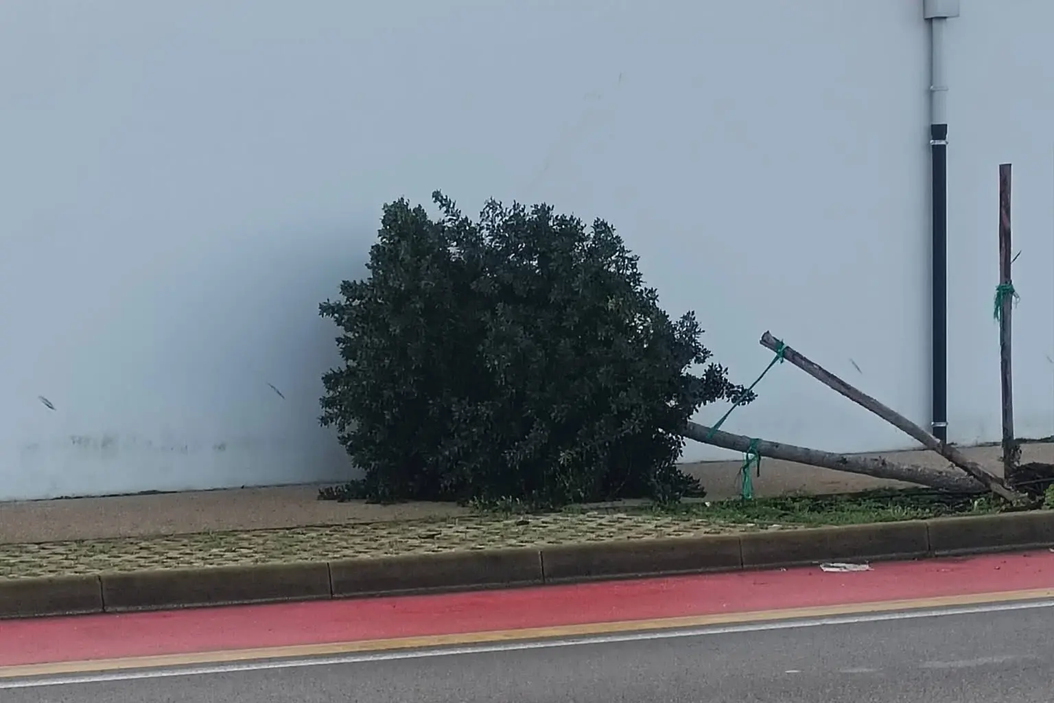 L’albero caduto in via della Pace