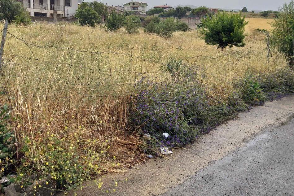 Un terreno con le erbacce alte oltre un metro (foto L'Unione Sarda - Farris)