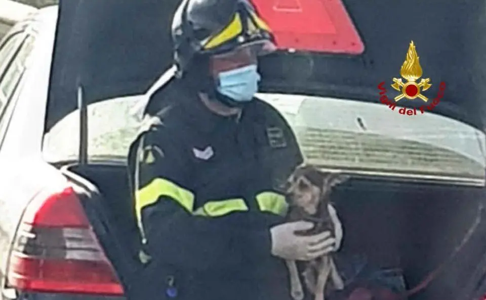 Il cagnolino tratto in salvo (foto vigili del fuoco di Cagliari)