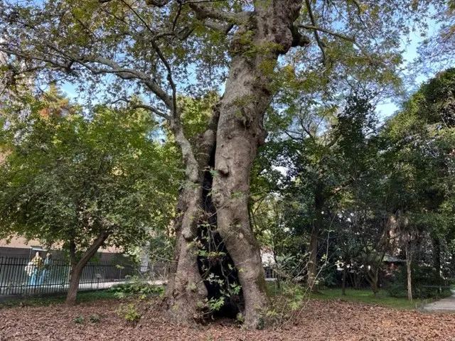 Platano orientale nell'orto botanico universitario di Padova