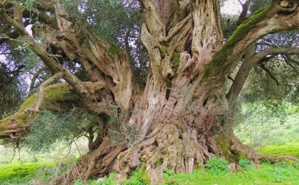 L'olivastro plurimillenario di Uras