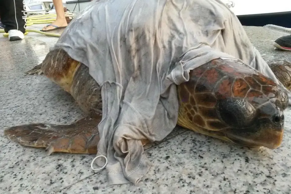 La tartaruga salvata a Scivu