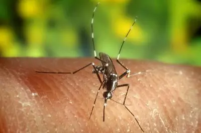 La zanzara può trasmettere il virus WND (Archivio Unione Sarda)