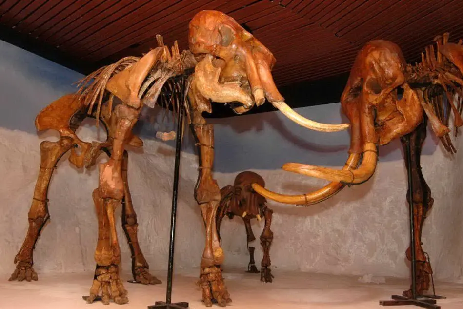 Lo scheletro di un mammut - foto d'archivio