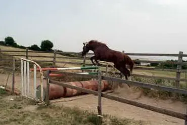 Uno spettacolare salto di un cavallo