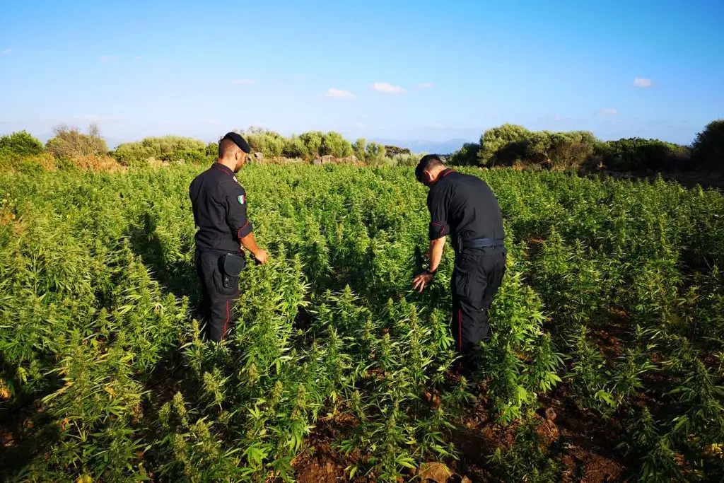 Pinatagione di canapa illegale sequestrata a Orgosolo
