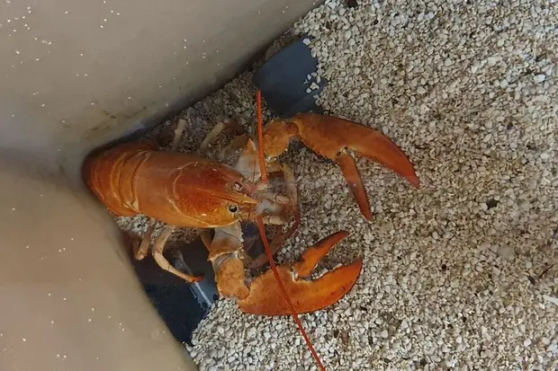 A lobster (Ansa)