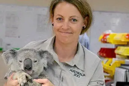 Il koala con una guardia dello zoo-ospedale