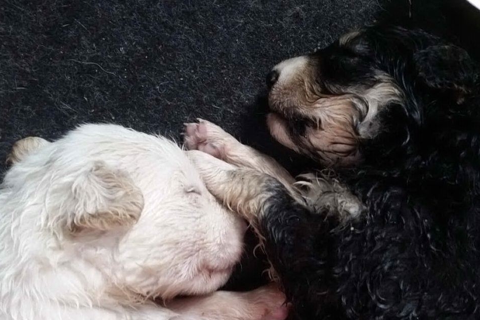 Terralba, due cagnolini appena nati abbandonati sotto il sole: salvati