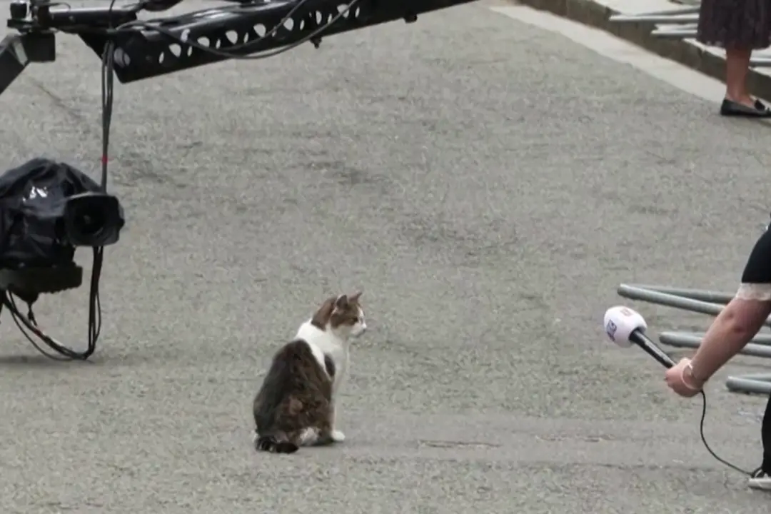 Londra, il gatto Larry "vigila" sul cambio d'inquilino a Downing Street