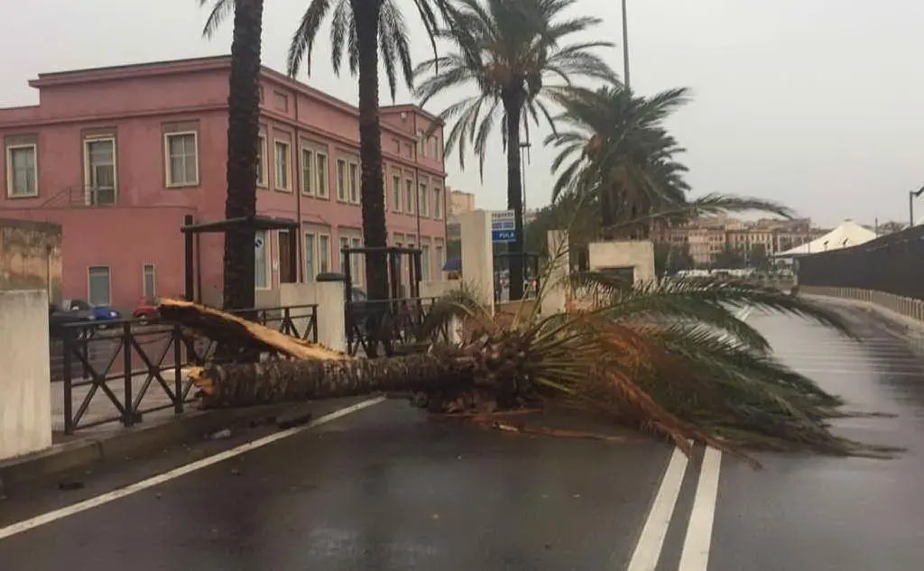 Una palma crollata in porto (foto L'Unione Sarda)