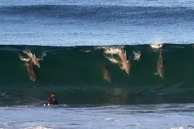 Surf tra i delfini in Australia