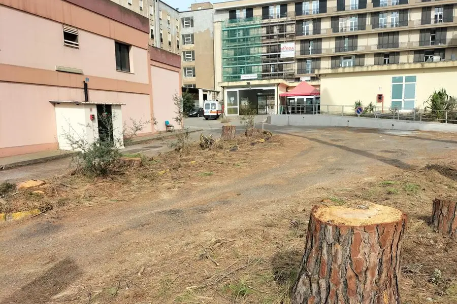 I pini rimossi davanti al Pronto Soccorso (L'Unione Sarda - Scano)