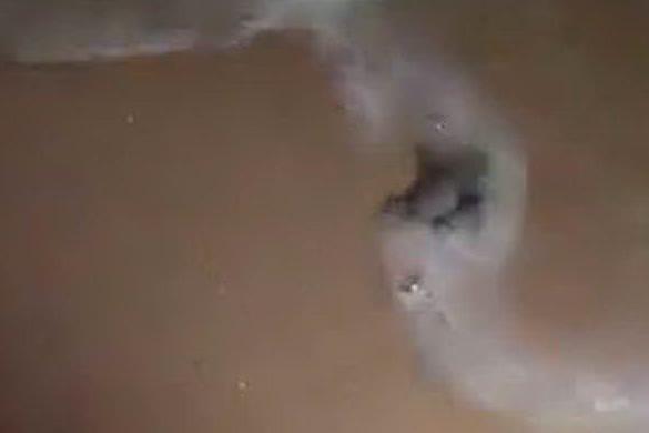 Domus de Maria, schiuse le uova di tartaruga depositate a Chia VIDEO
