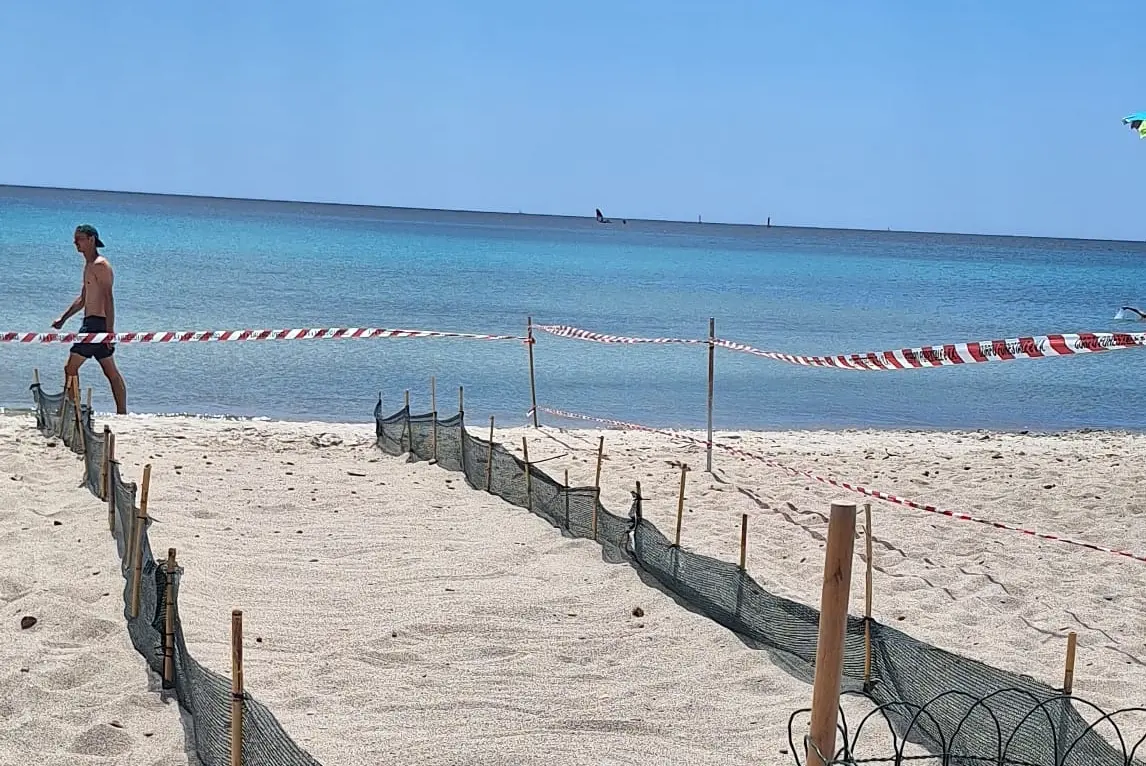 Quartu, alla Marinella un nido di Caretta Caretta