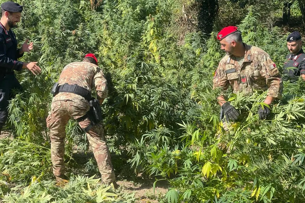 La piantagione di cannabis (L'Unione Sarda)