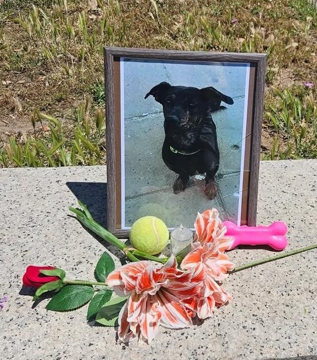 Investito e ucciso il cane mascotte del paese