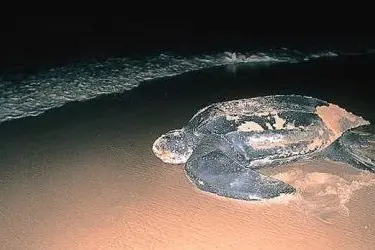 Un esemplare di tartaruga liuto