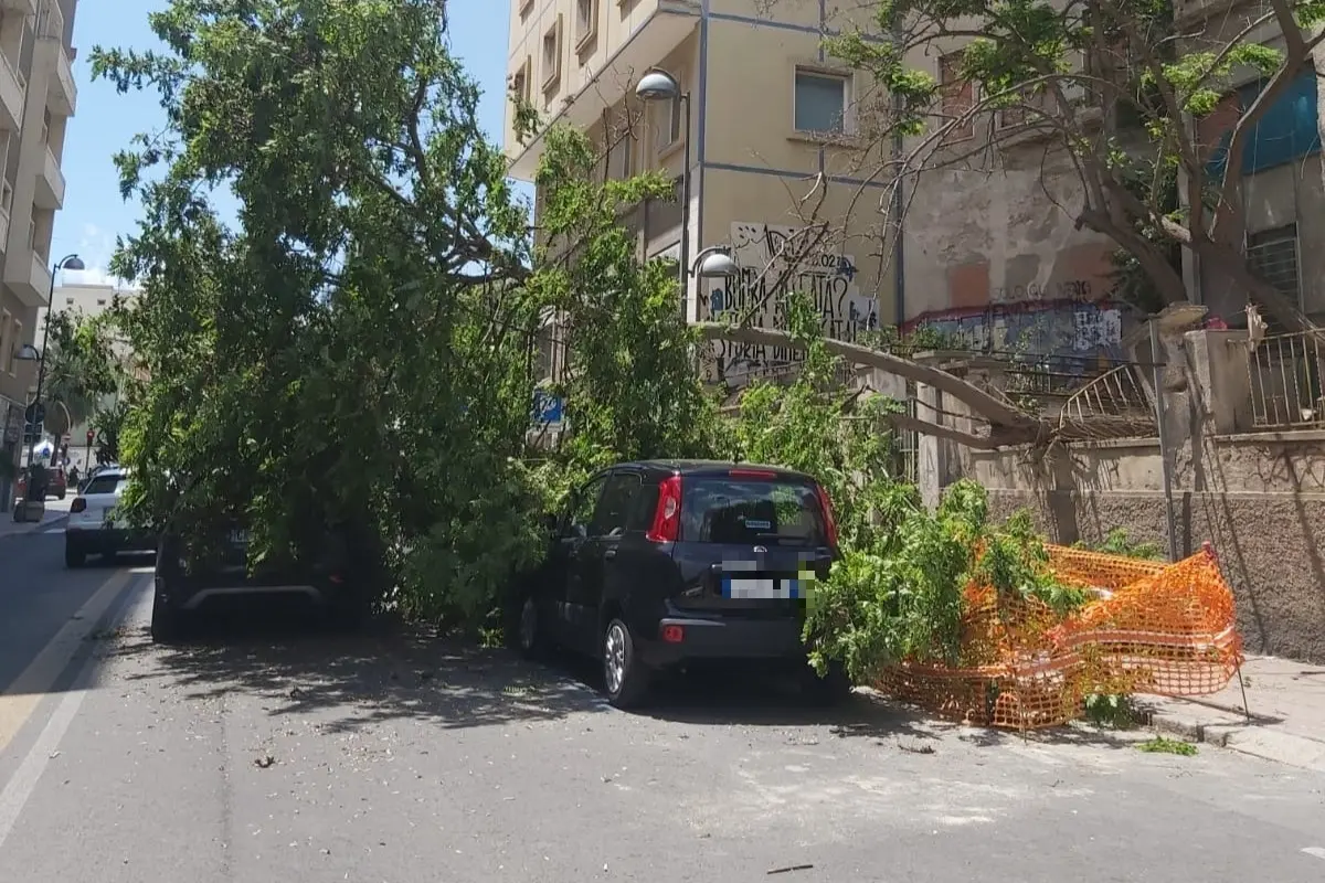 L'albero caduto in via Paoli