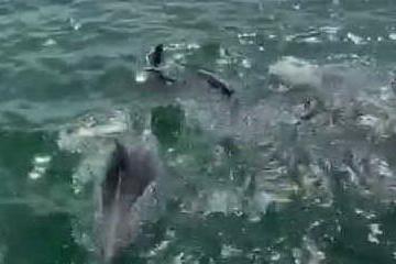 Lo spettacolo dei delfini al Molo Ichnusa