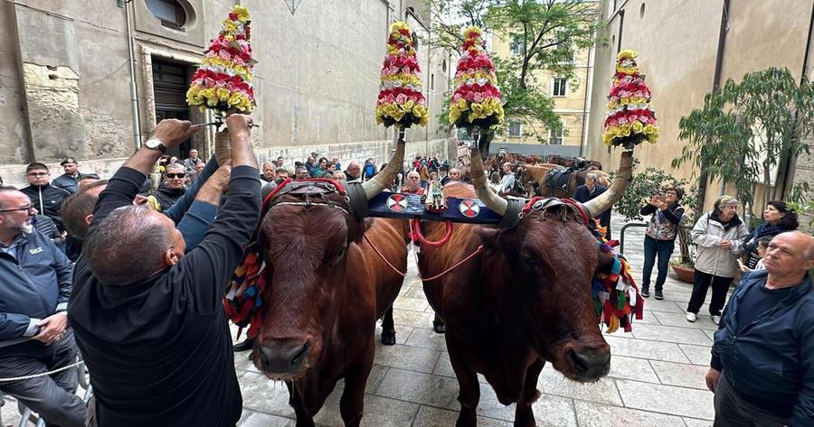 Corteo di Sant’Efisio con il giogo dei buoi, aumenta l’ottimismo