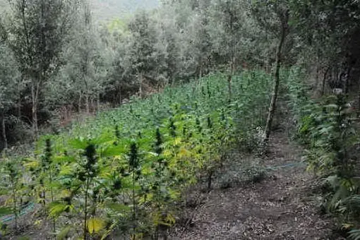 Una piantagione di marijuana