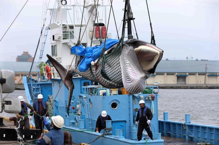 balene la strage delle innocenti l unione sarda it