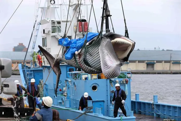 Una balena appena catturata in Giappone (foto Ansa)