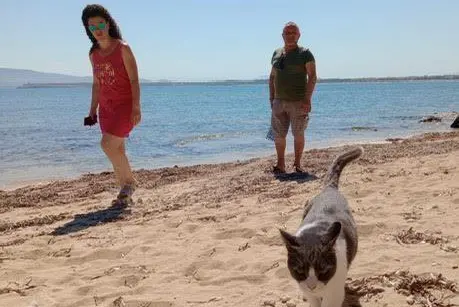 Su Pallosu, uno degli ultimi gatti della colonia felina