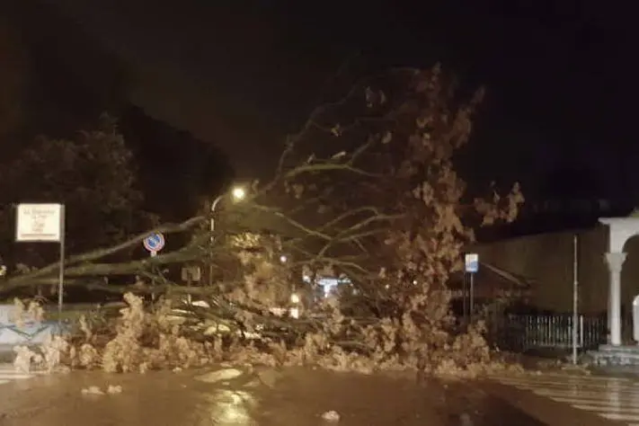 L’albero caduto in via XX Settembre