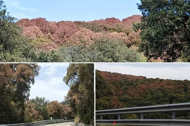 La foresta di Santa Maria a Sadali