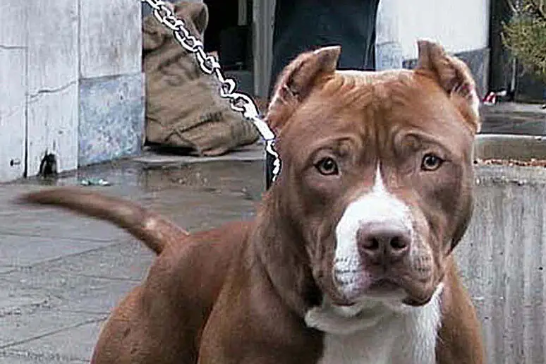 Un pitbull, immagine simbolo (foto Ansa)