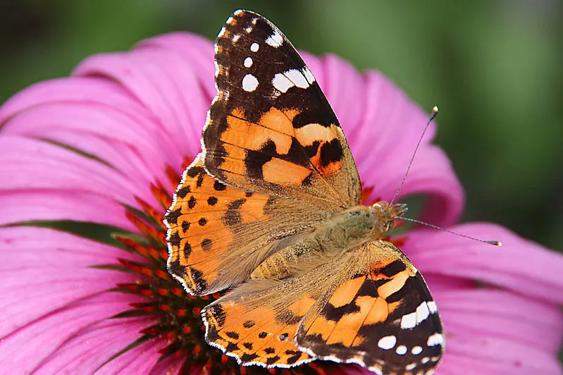 Una farfalla Vanessa Cardui (foto Jean-Pol Grandmont da Wikipedia)