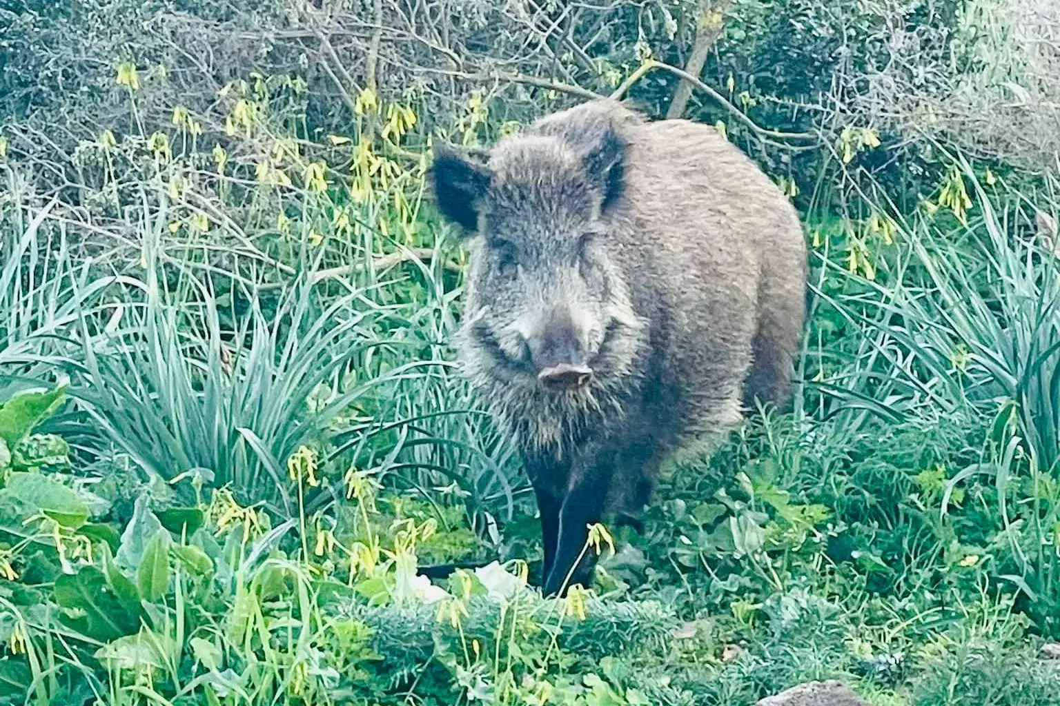 Un cinghiale (foto concessa)