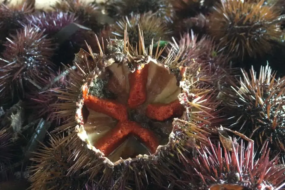 Riccio di mare