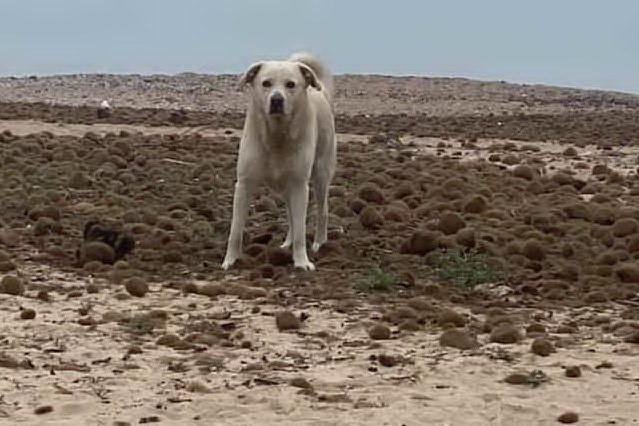 Un cane sulla spiaggia di Maddalena