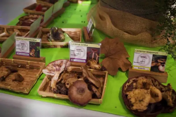 Mostra micologica a Putifigari (foto concessa)