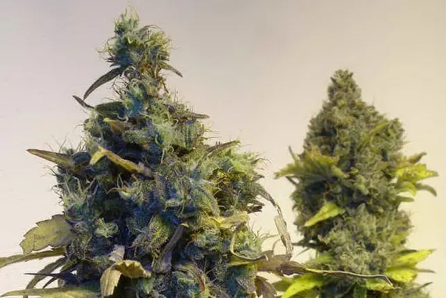 Una pianta di marijuana
