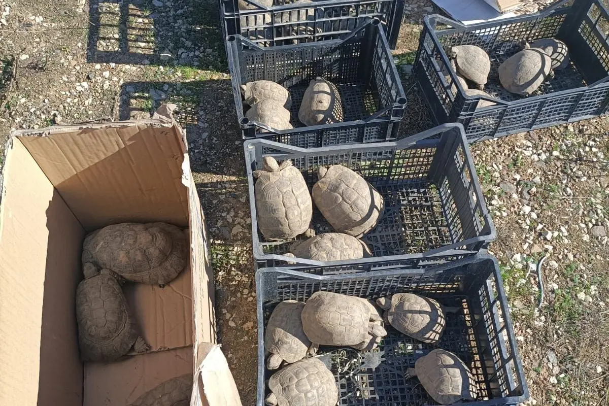 Le tartarughe scoperte dai carabinieri (foto concessa)