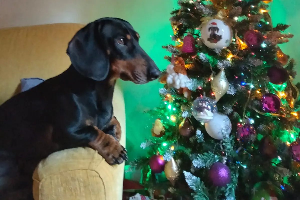 Buone feste da Oscar