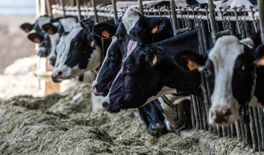 Arborea, conto alla rovescia per Fiera dell’Agricoltura 2026