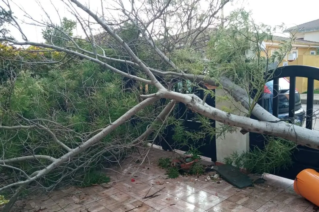 L'albero caduto che ostruisce il passaggio alla donna portotorrese (foto L'Unione Sarda - Tellini)
