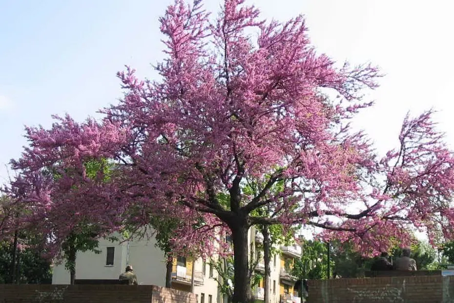 Un albero di Giuda in primavera