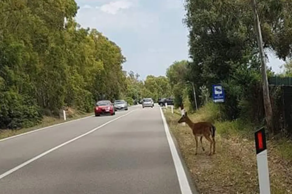 Una cerva pochi istanti prima di attraversare la strada